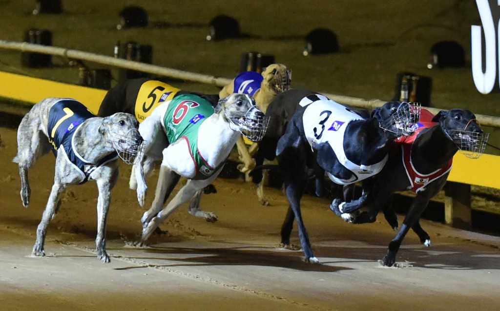 Melbourne Cup Final for Greyhounds Field, Tips and Odds ... - 1024 x 637 jpeg 149kB